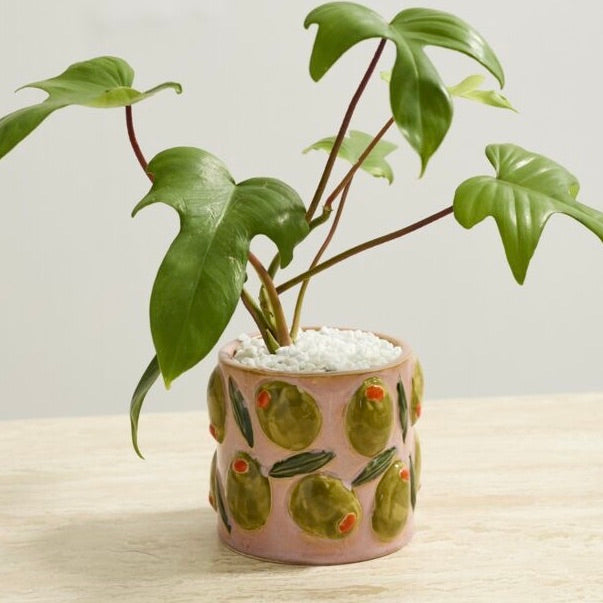 A green leafy houseplant in a pink ceramic pot decorated with olive motifs, set on a light wood surface against a plain light background.