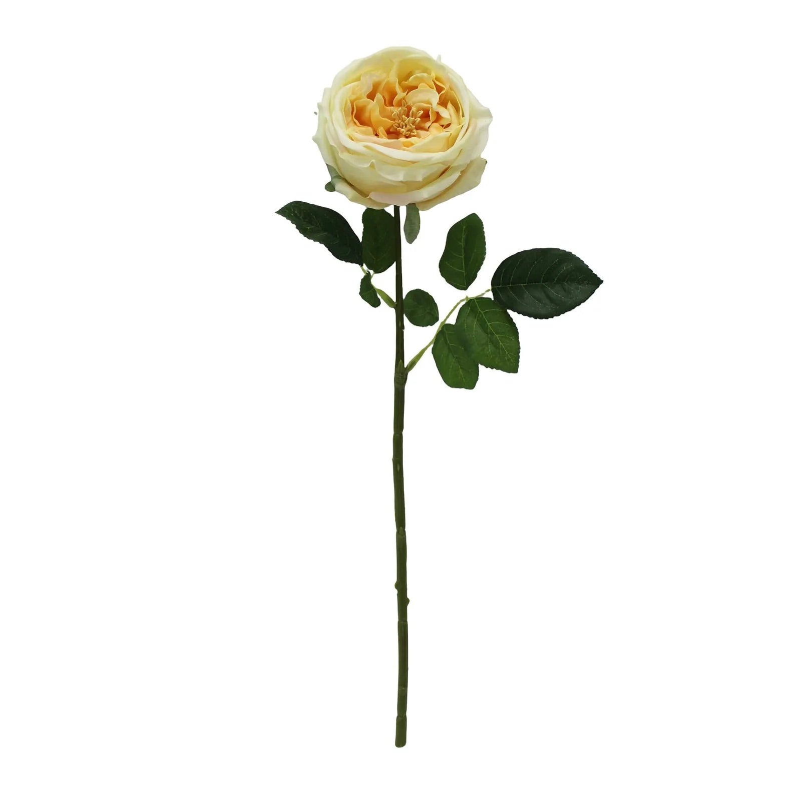 Single yellow rose with green leaves on a white background