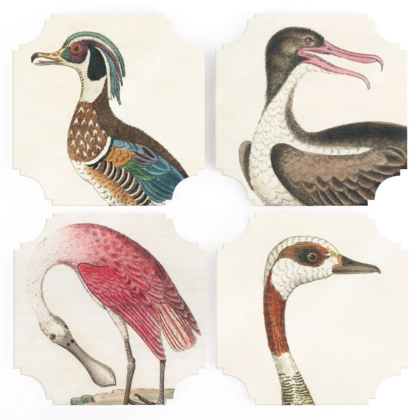 Bird Print Coasters - Set of 4