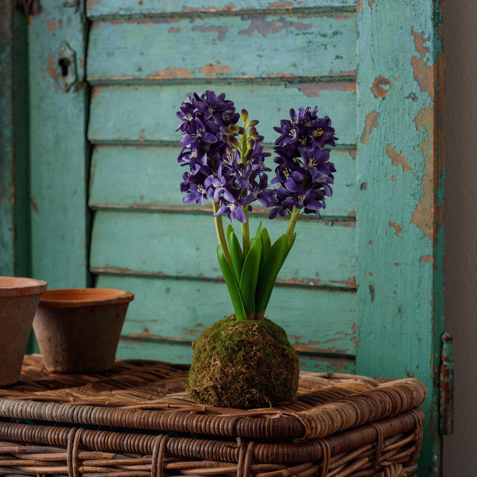 Blue Hyacinth Moss Ball