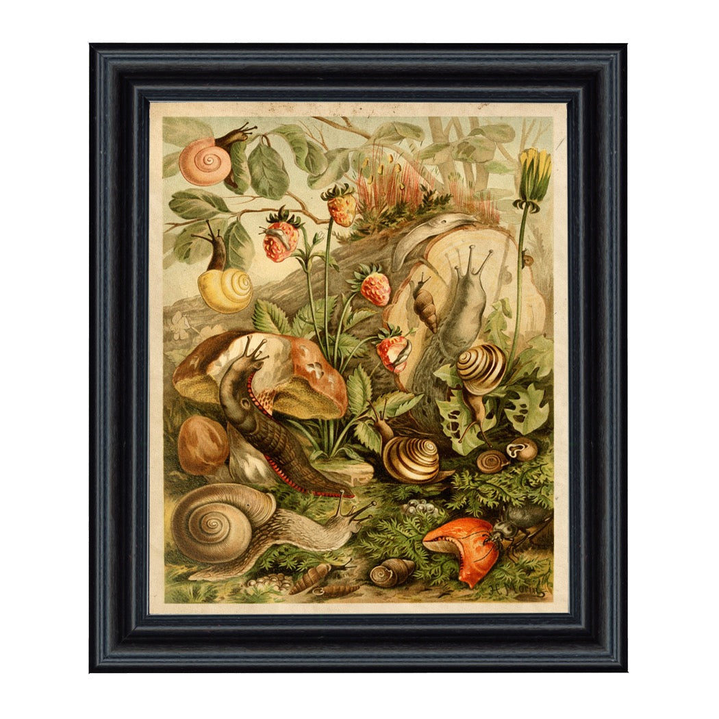 Forest Critters Framed Print