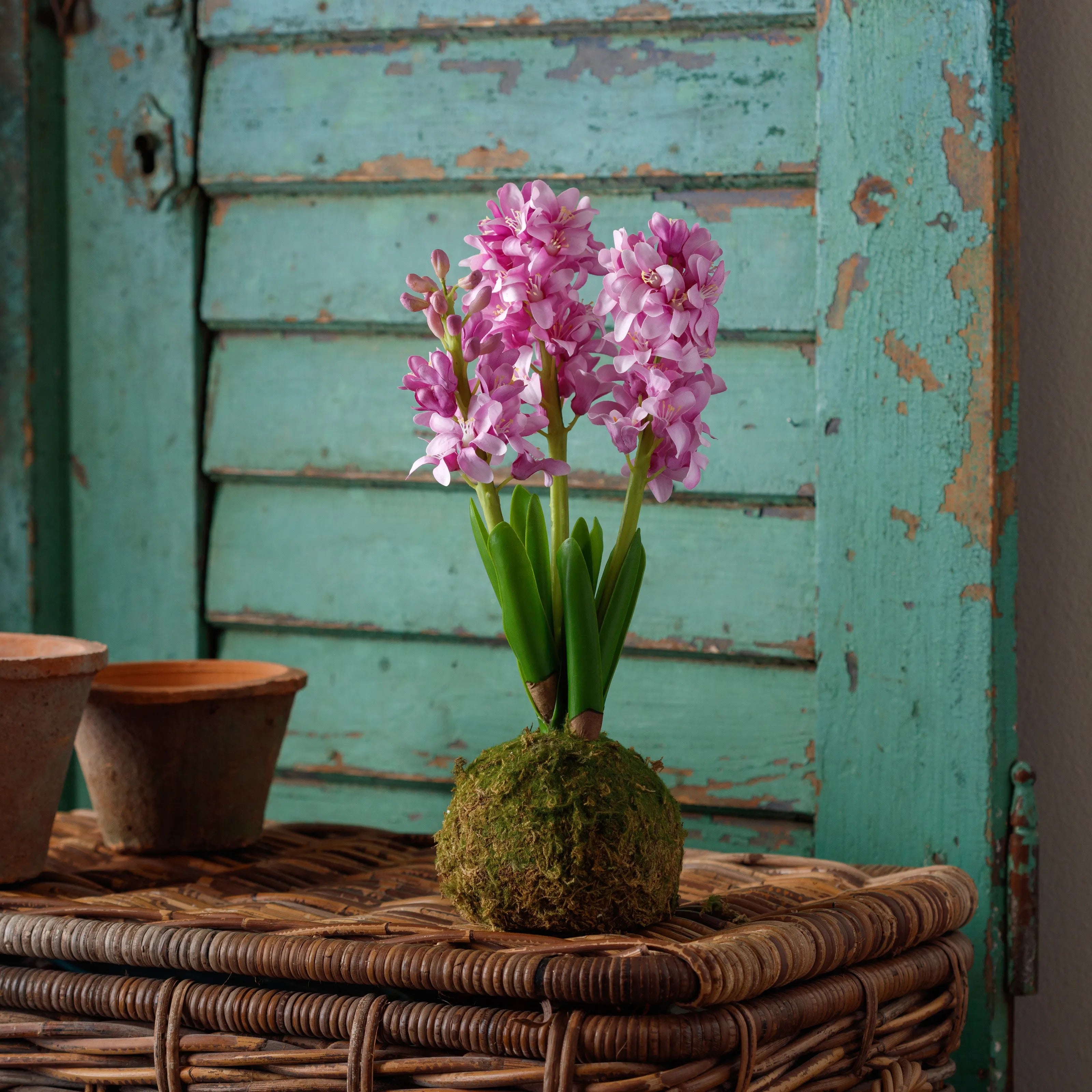 Lavender Hyacinth Moss Ball