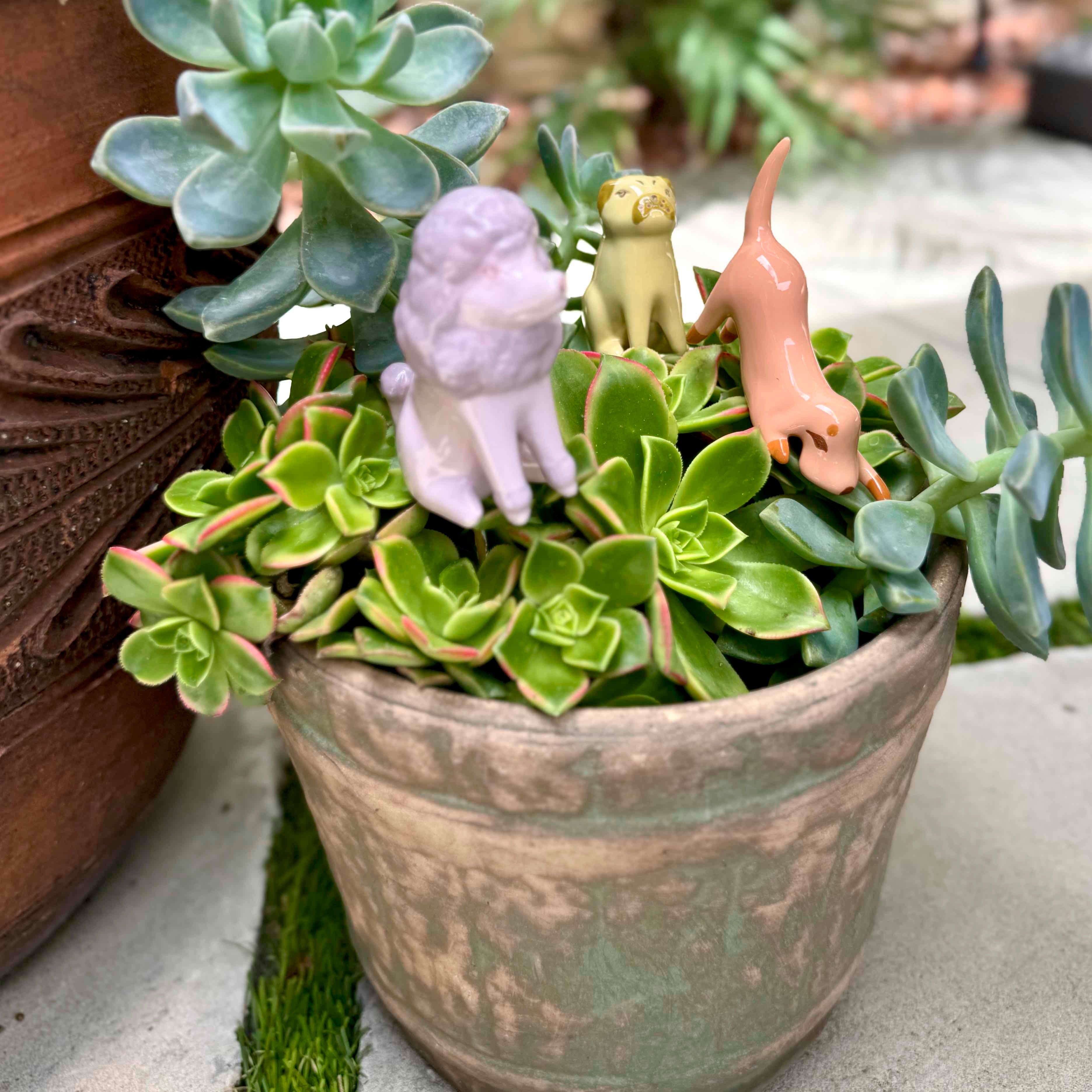 Puppy Plant Sticks