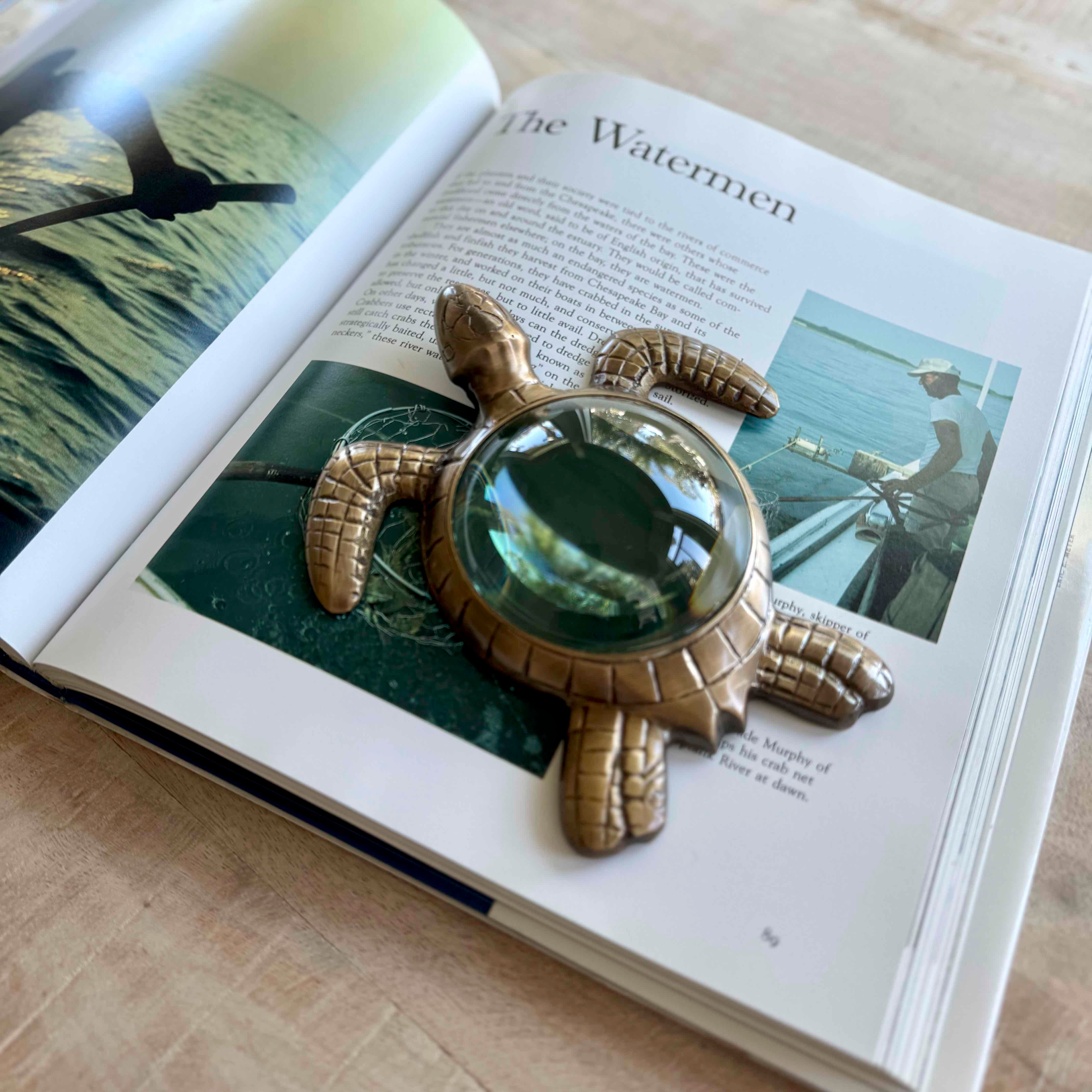 Sea Turtle Magnifier