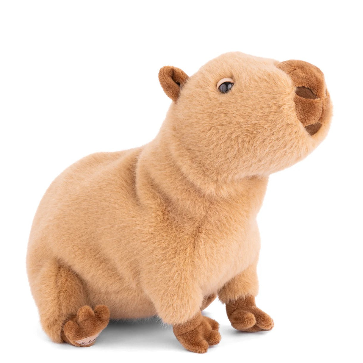 Plush toy wombat on a white background