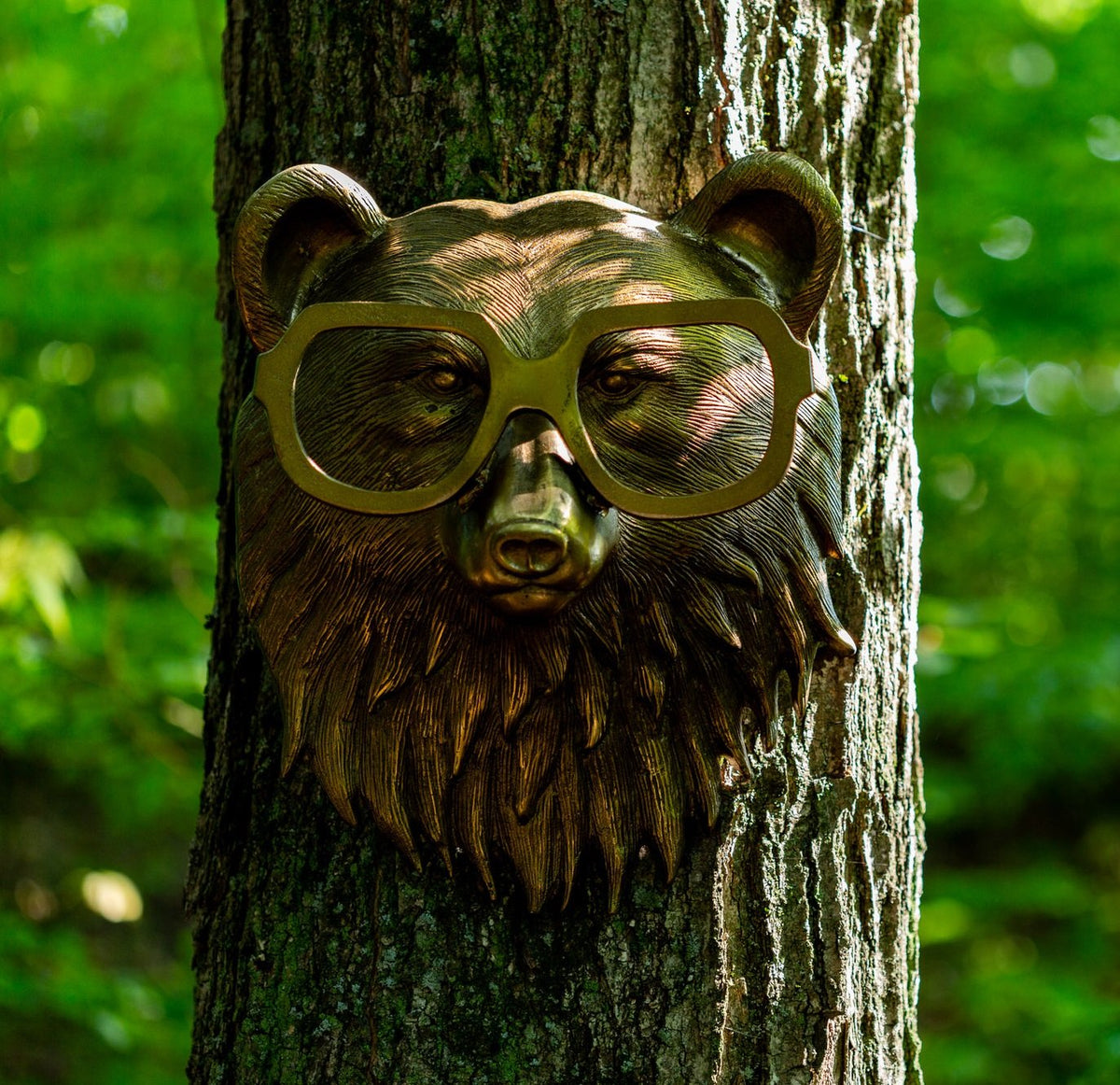 Meet Beatrice the Bear The Gentle Giant of the Forest