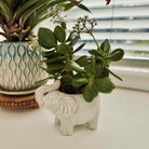 Potted plant in a decorative elephant-shaped pot on a surface with another pot in the background.