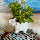 Potted plant in a white elephant-shaped pot on a patterned surface with a blurred background