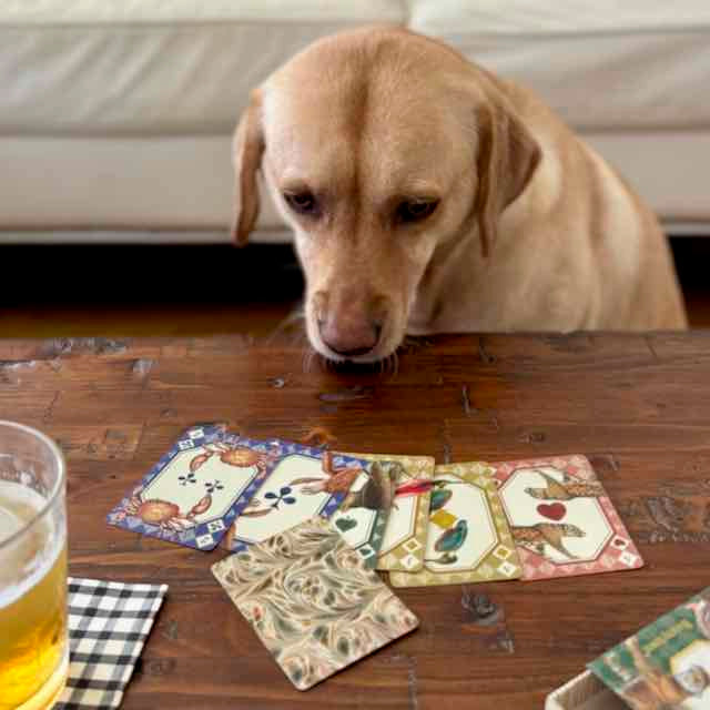 Dog looking at playing cards on a table with a glass of beer