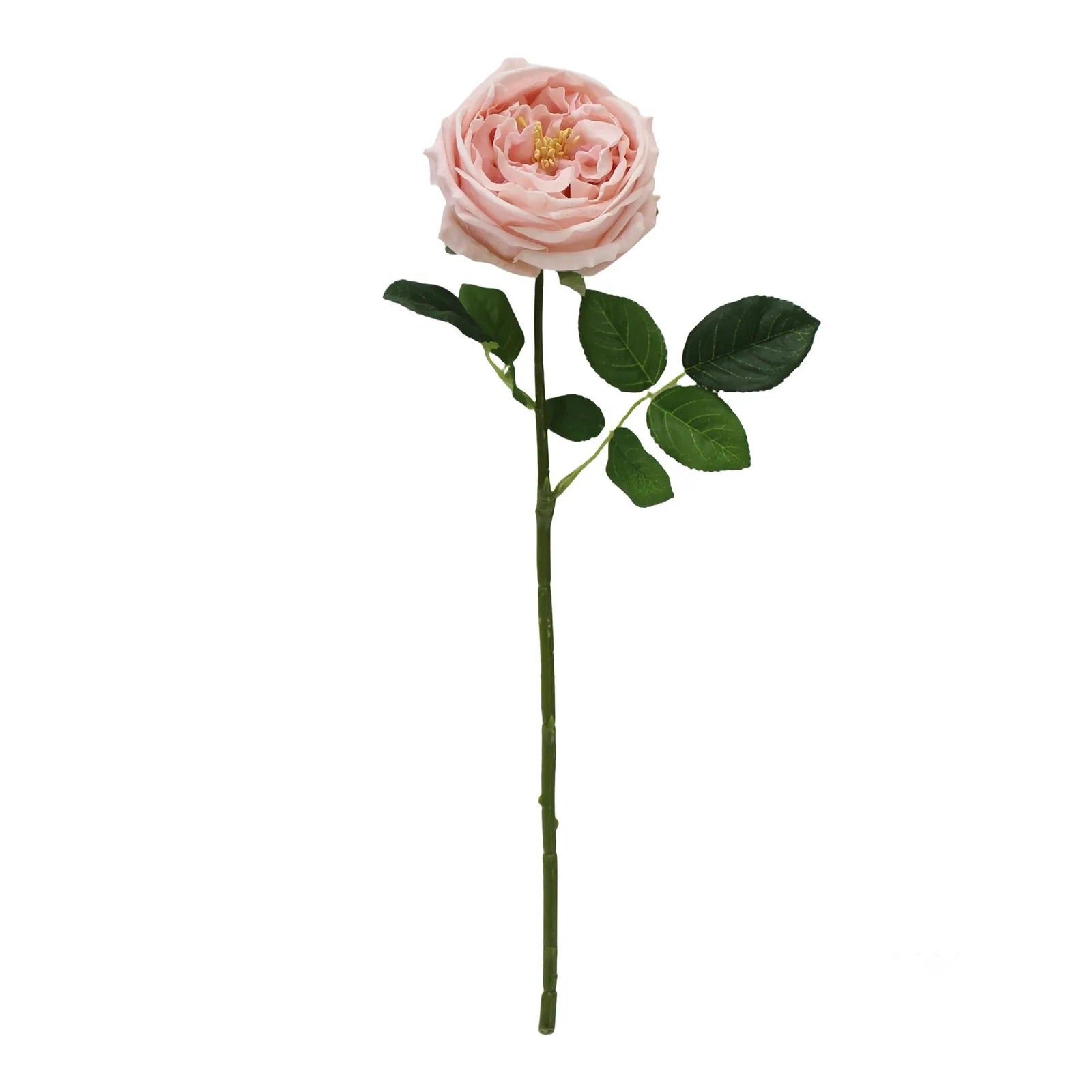 Single pink rose with green leaves on a white background