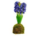 Blue Hyacinth Moss Ball