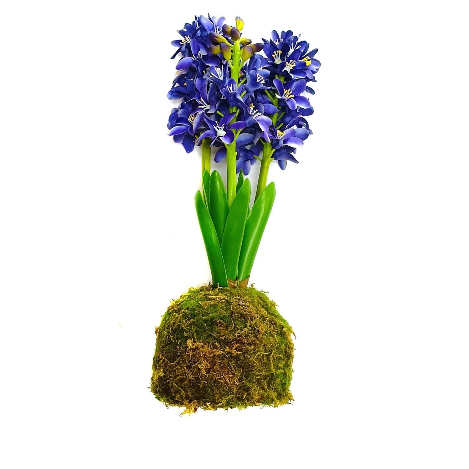 Blue Hyacinth Moss Ball
