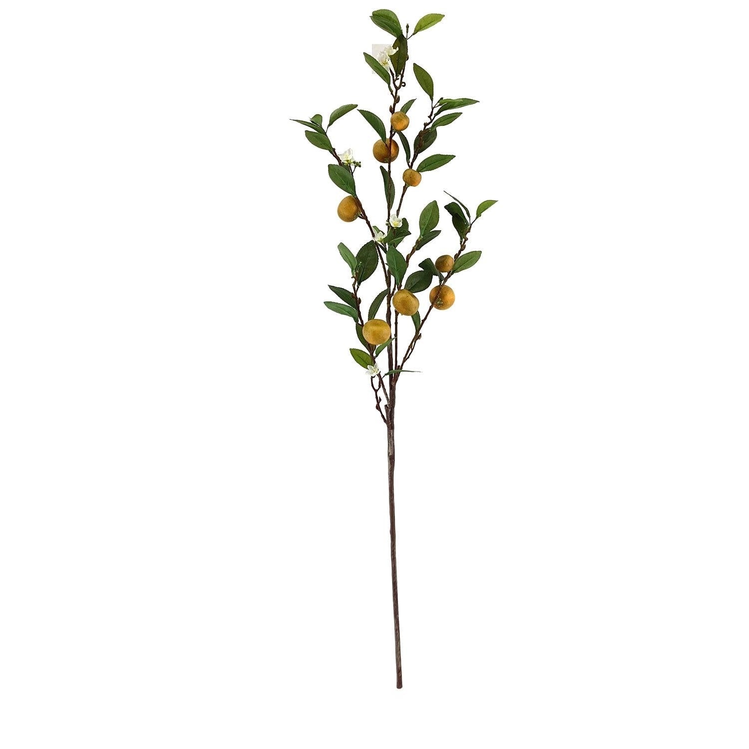 Clementine Branch