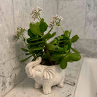 Potted plant in an elephant-shaped pot on a marble surface
