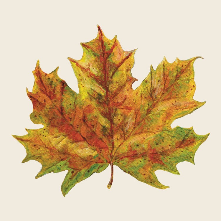 Fall Foliage Cocktail Napkins 