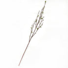 French Pussy Willow
