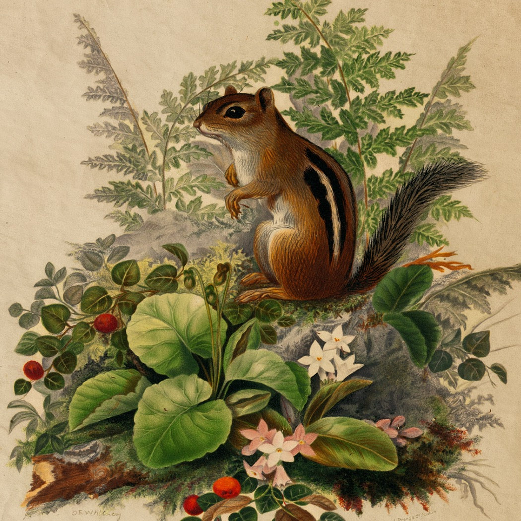 Woodland Chipmunk Frame Wall Art