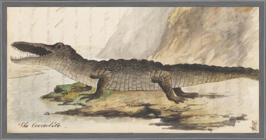 The Crocodile Print