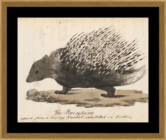 The Porcupine Print