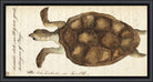 The Sea Tortoise Print