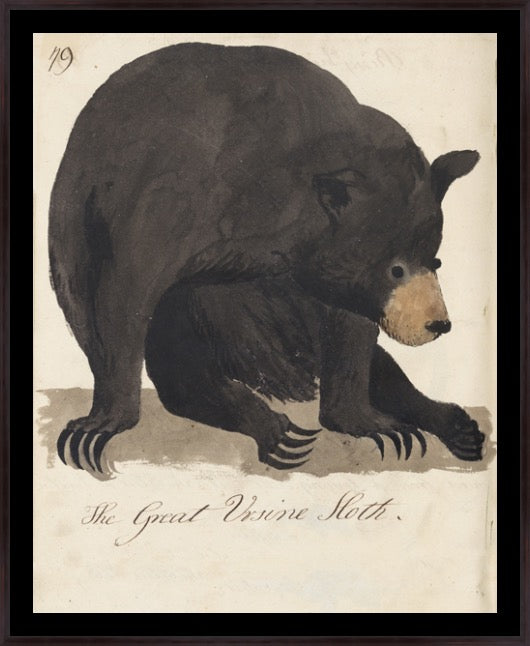 Ursine Sloth Bear