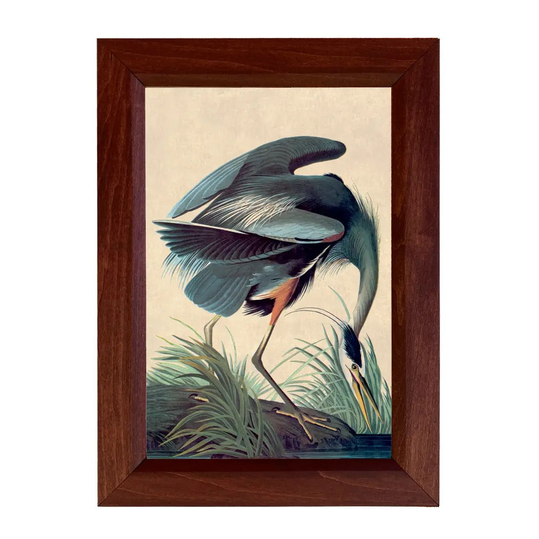 Great Blue Heron Print