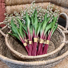 Lily of the Valley Bunch