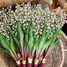 Lily of the Valley Bunch
