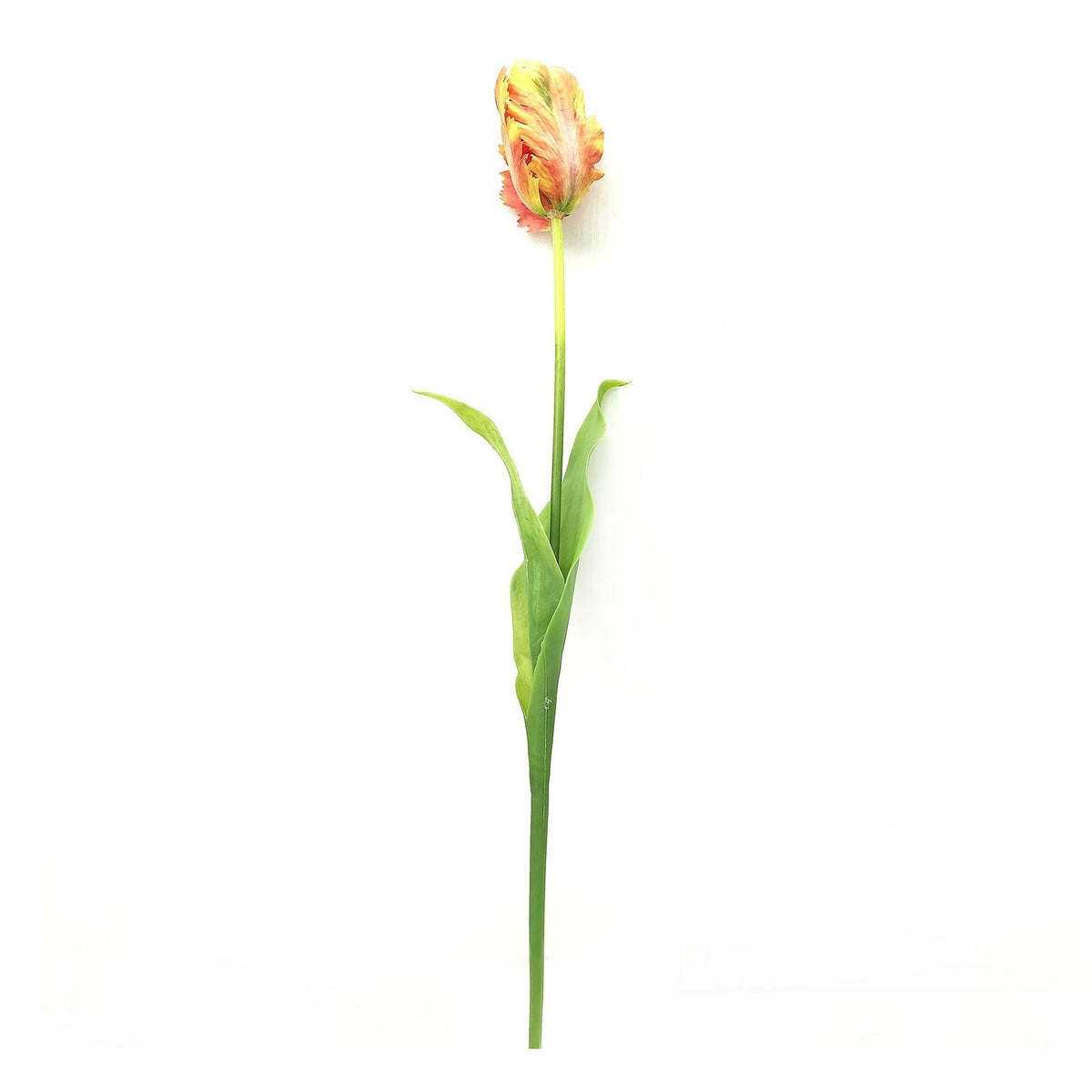 Orange Parrot Tulip Stem