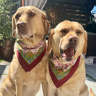 Two dogs wearing bandanas sitting side by side outdoors.