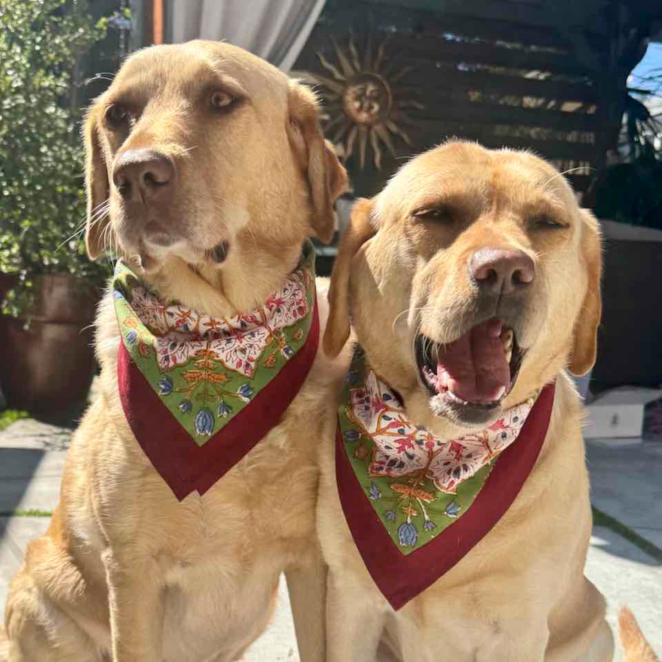 Two dogs wearing bandanas sitting side by side outdoors.