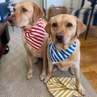 Two dogs wearing striped bandanas sitting on a patterned rug.