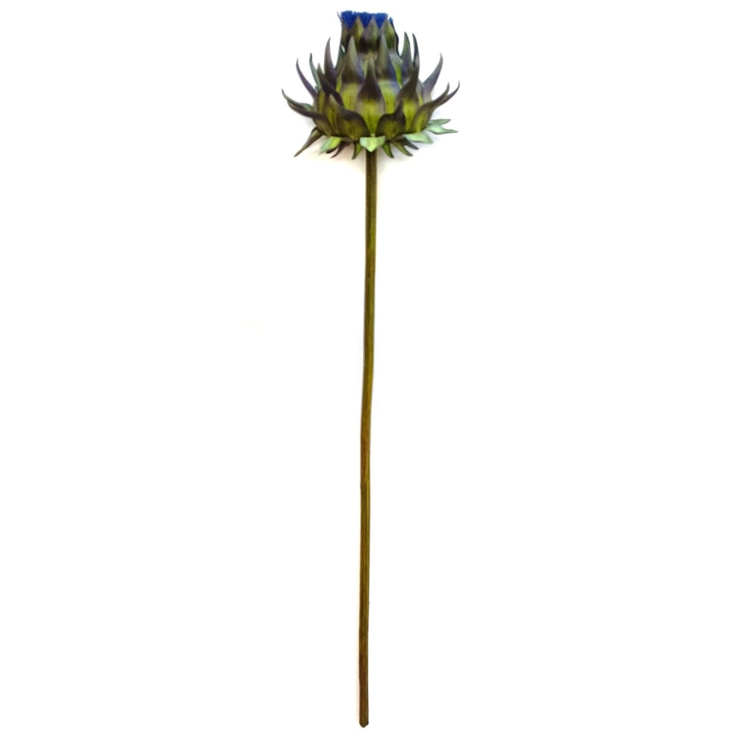 Purple Blooming Artichoke Stem