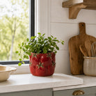 Red ceramic pot with green plant on a kitchen counter next to wooden cutting boards and a bowl.
