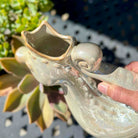 Seahorse Watering Pitcher