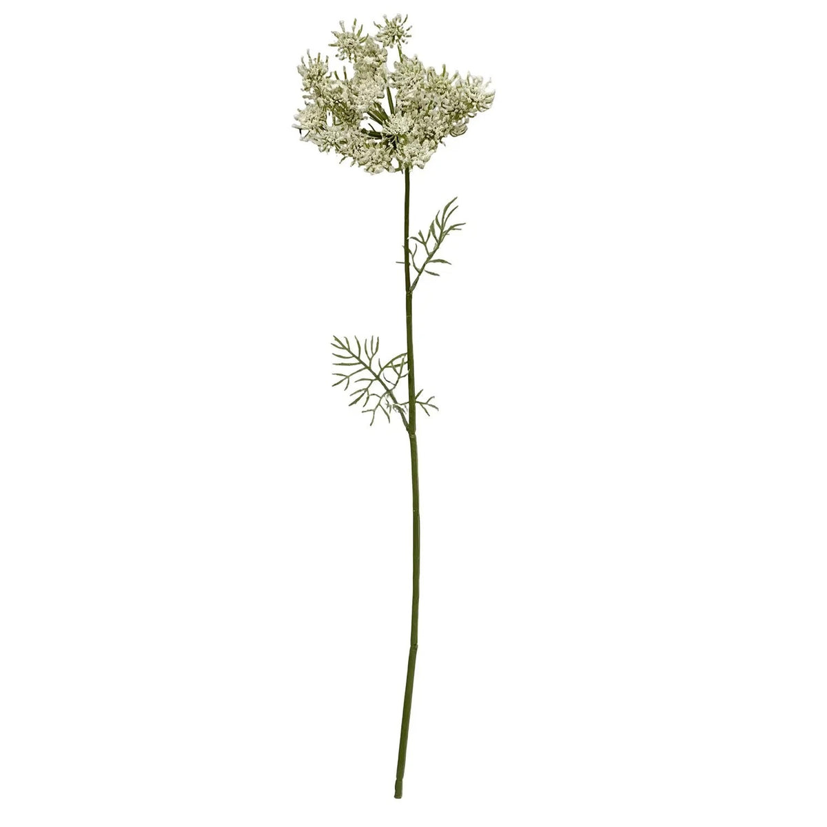Single Queen Anne's Lace Stem