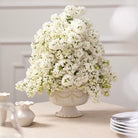A large arrangement of dense white baby's breath flowers in an ornate cream-colored pedestal vase, set on a light beige tabletop with decorative ceramic vases and stacked plates in the background.