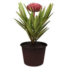 Potted plant with a pink flower on a white background