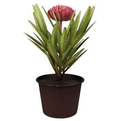 Potted plant with a pink flower on a white background