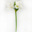 Two white flowers with green stems on a light gray background