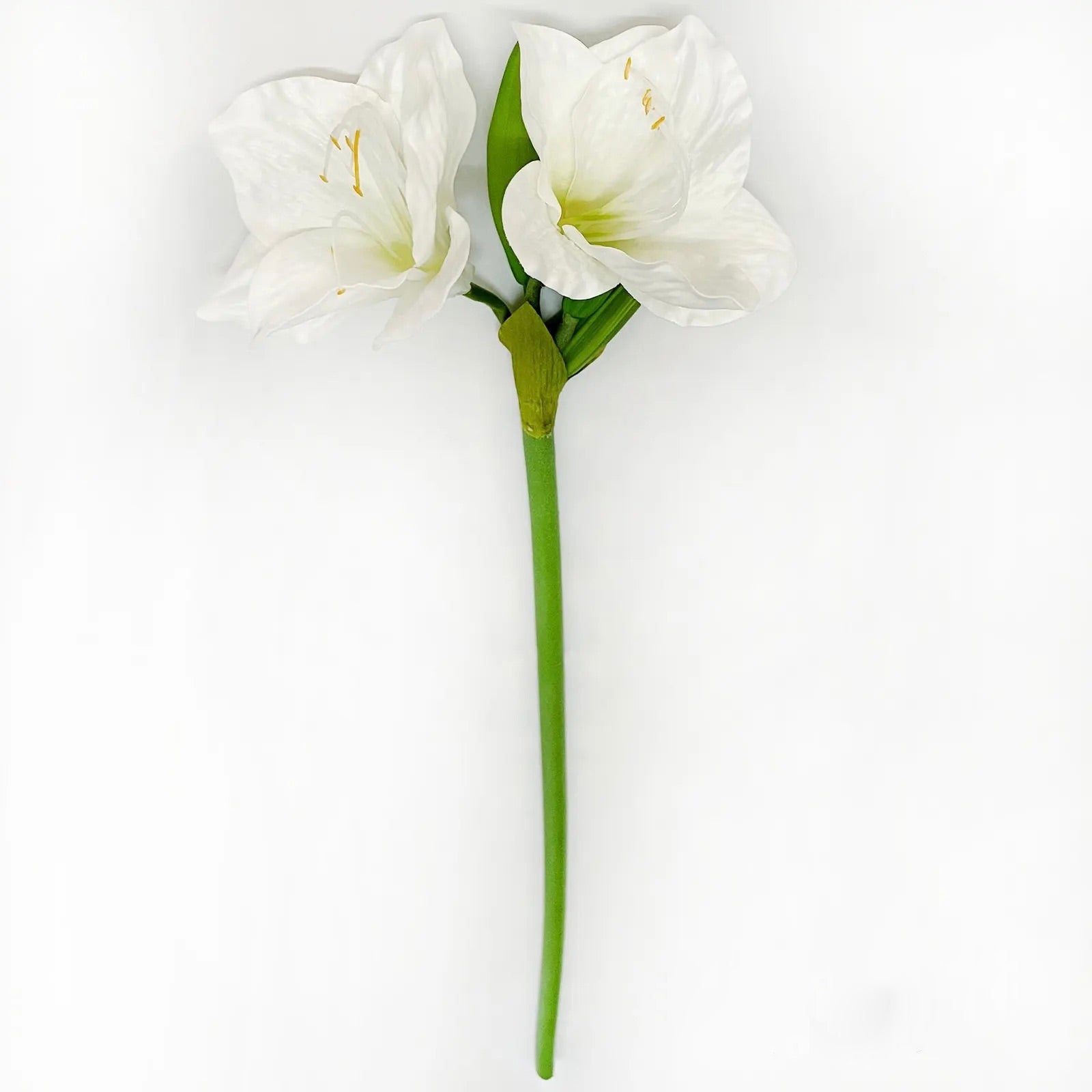 Two white flowers with green stems on a light gray background