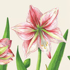 Amaryllis Blooms Cocktail Napkins